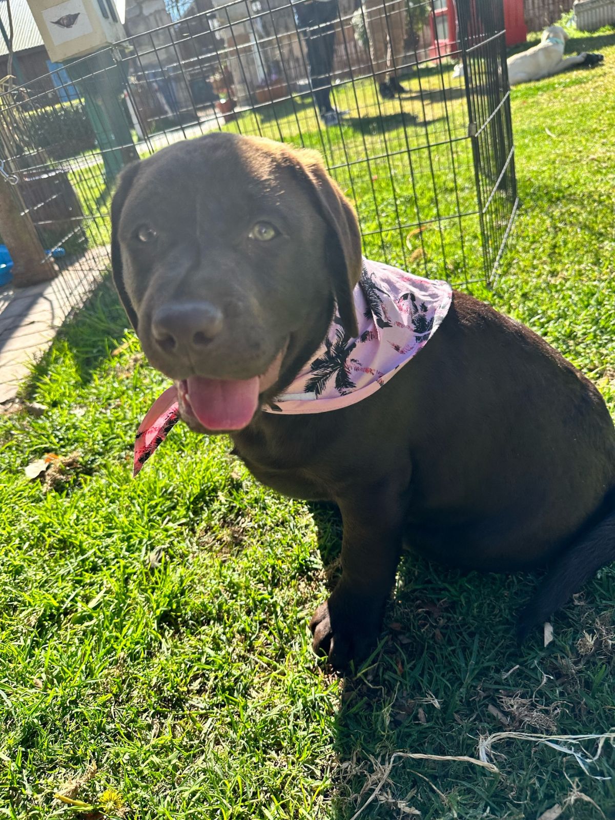 Sunset Doggy Bandana