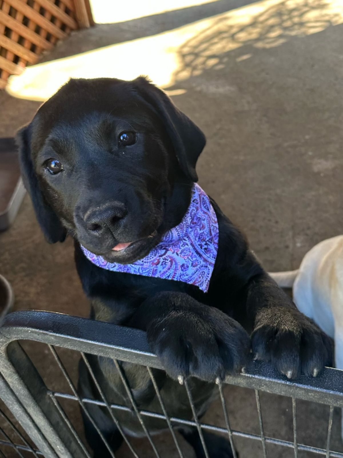 Violet Doggy Bandana