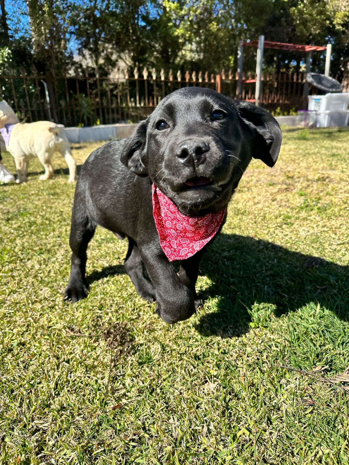 Amigo Doggy Bandana