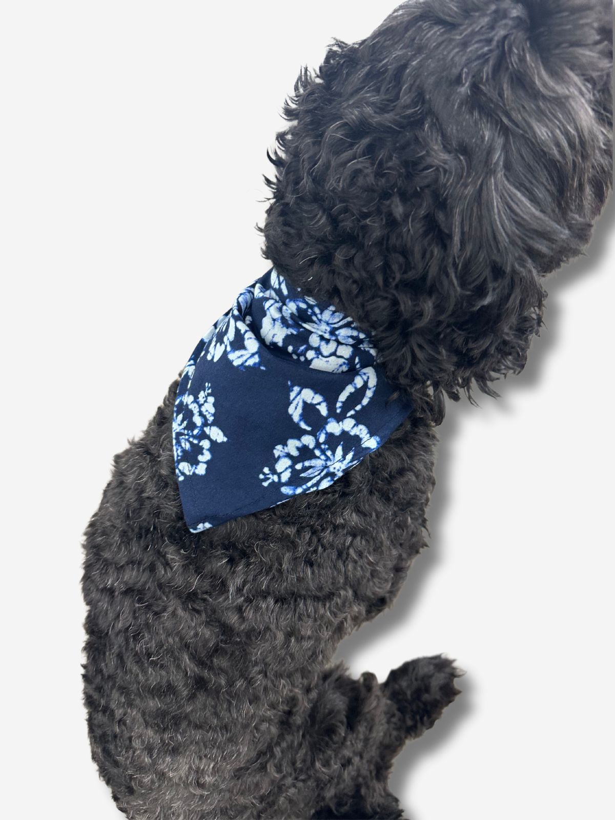 Cosmo Doggy Bandana