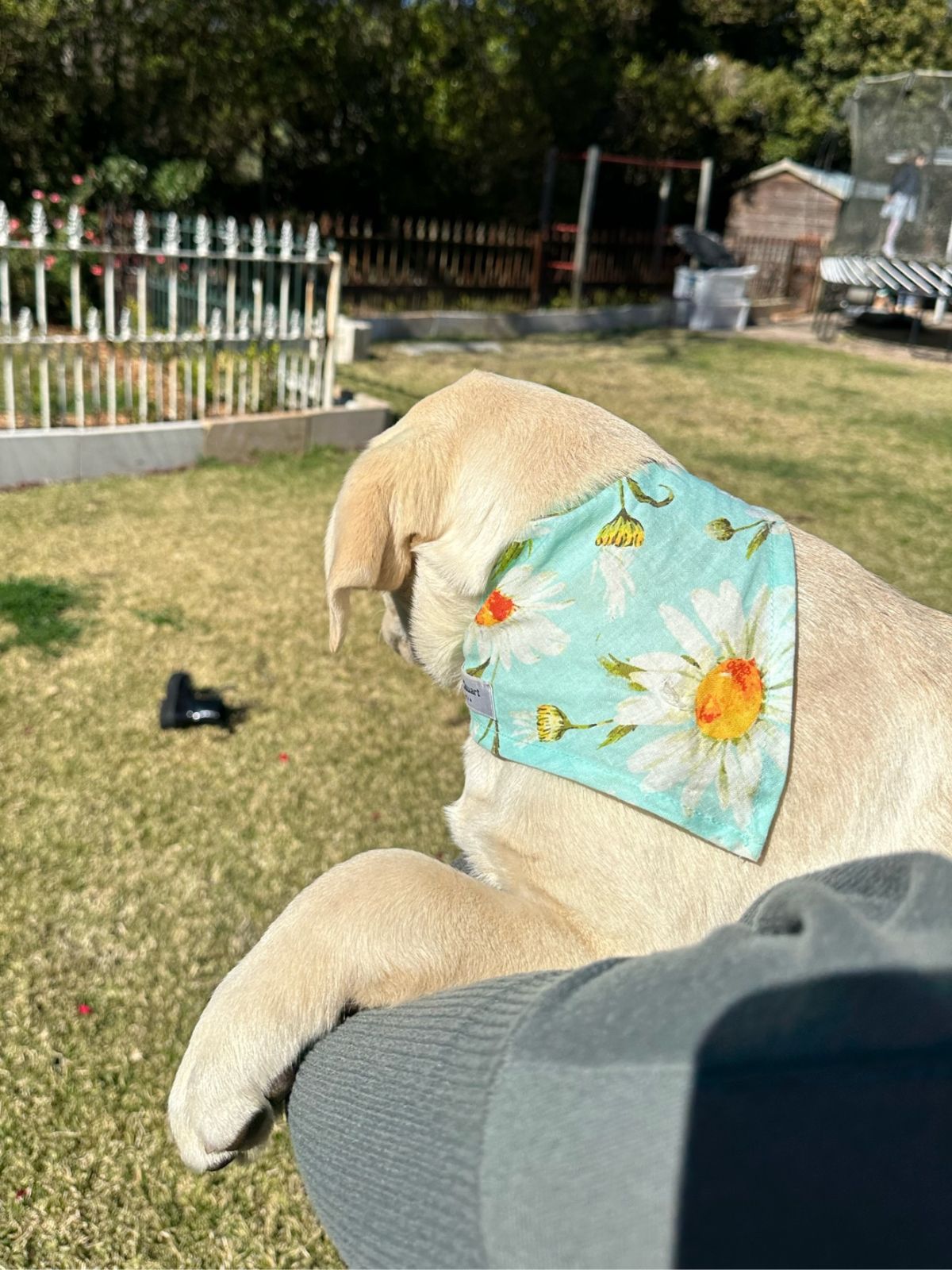 Daize Doggy Bandana