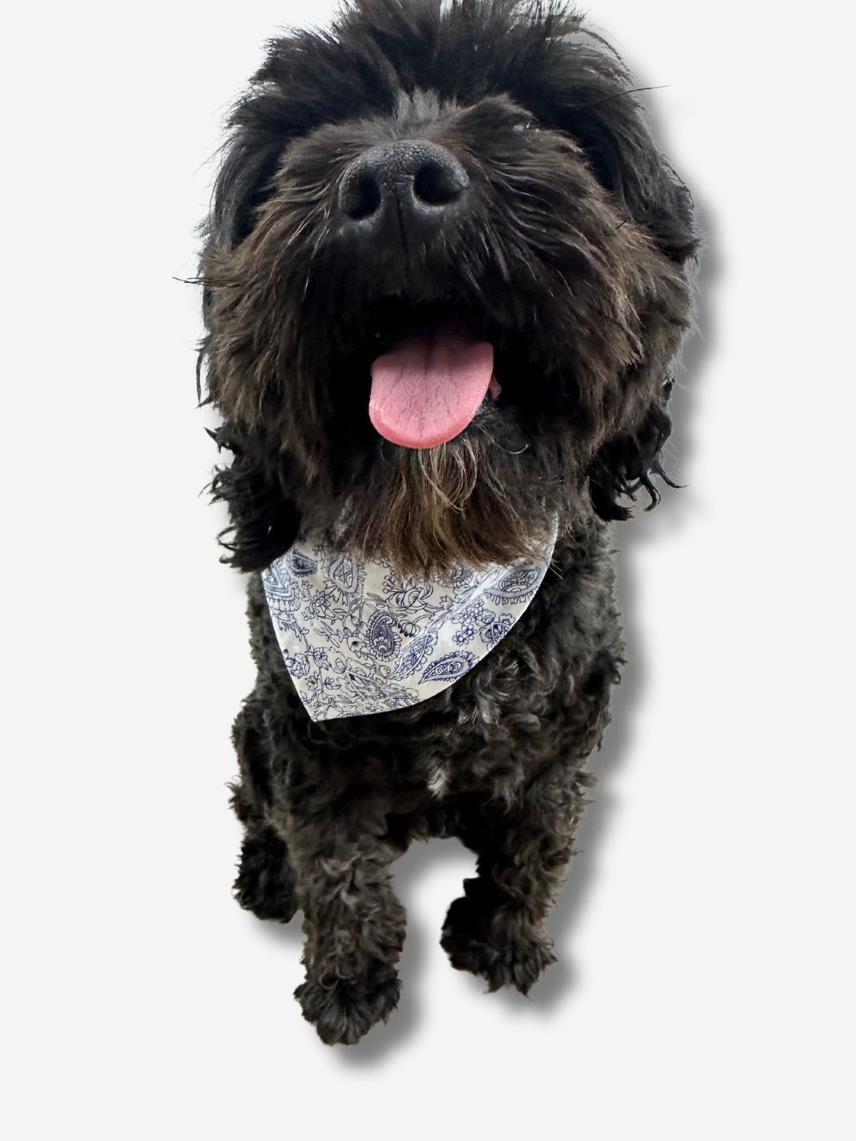 Gris Doggy Bandana